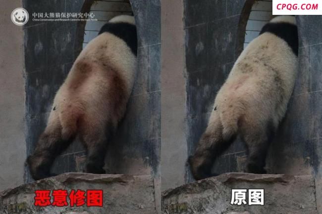 官方辟谣大熊猫背上“血洞” 实为毛色与光影效果