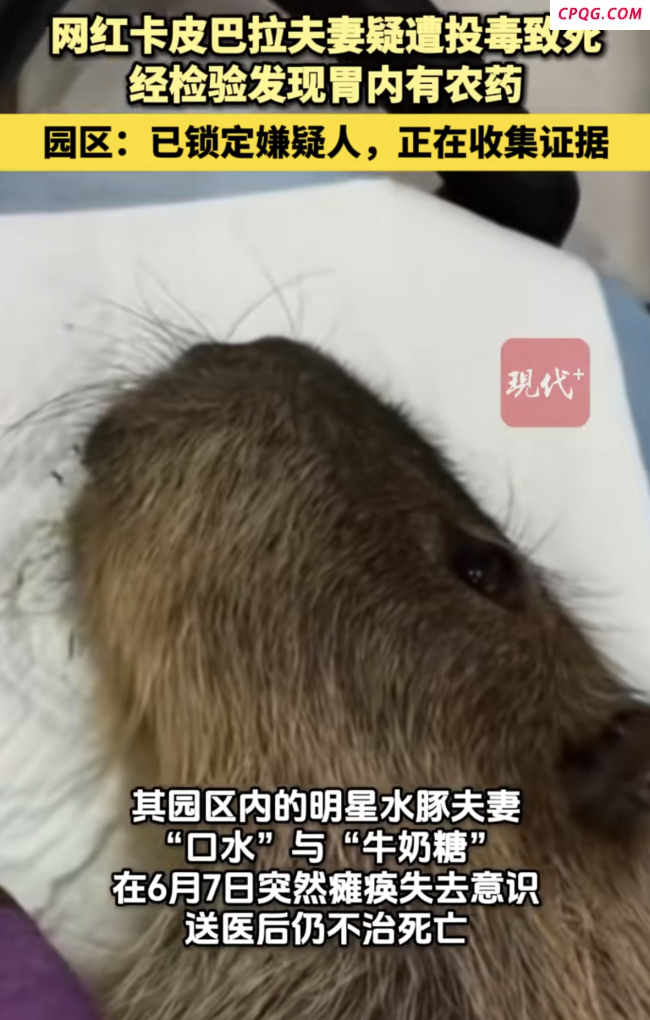 网红卡皮巴拉夫妻疑遭投毒致死 园区已锁定嫌疑人