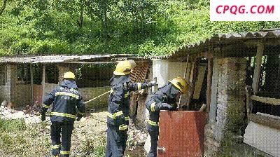 广东一农场惊现巨蟒吞羊