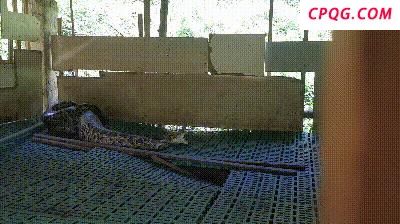 广东一农场惊现巨蟒吞羊 消防迅速处置