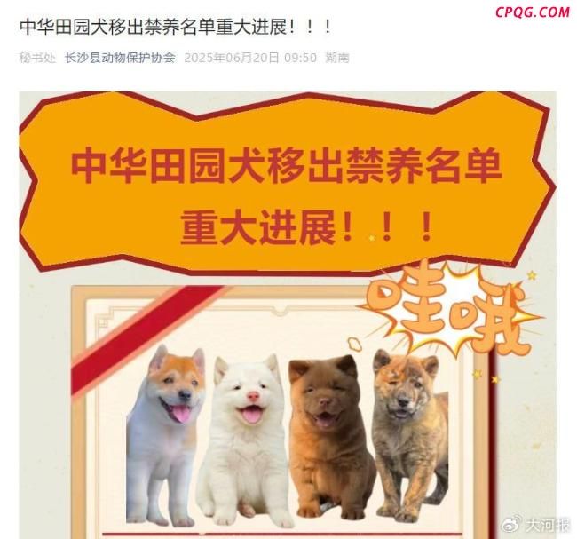 多地宣布对中华田园犬解除禁养 多地政策调整引发热议
