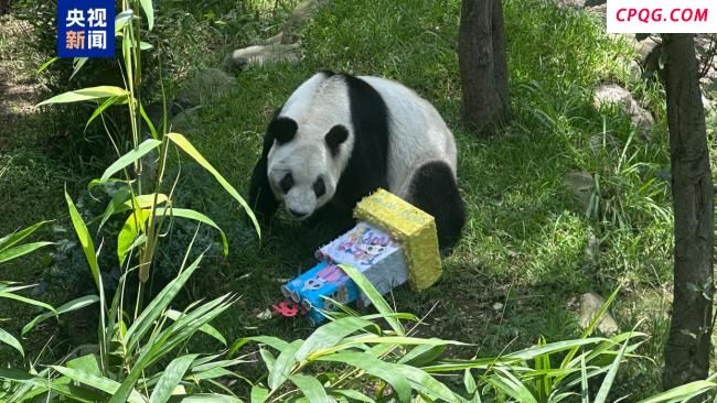 海外最长寿大熊猫迎35岁生日