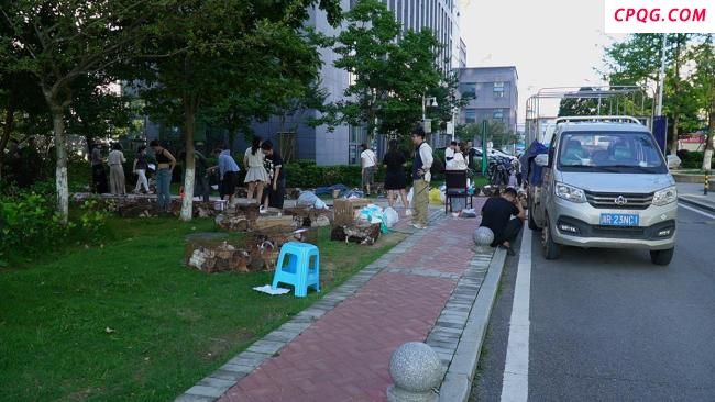 400多只非法运送小猫被截获 爱心人士救助行动
