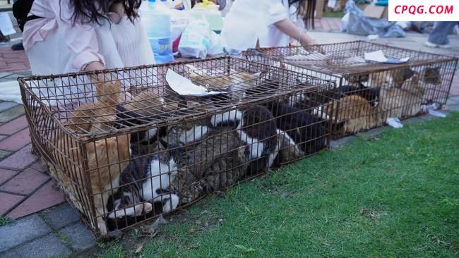 400多只非法运送小猫被截获 爱心人士救助行动