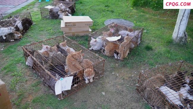 400多只非法运送小猫被截获 爱心人士救助行动