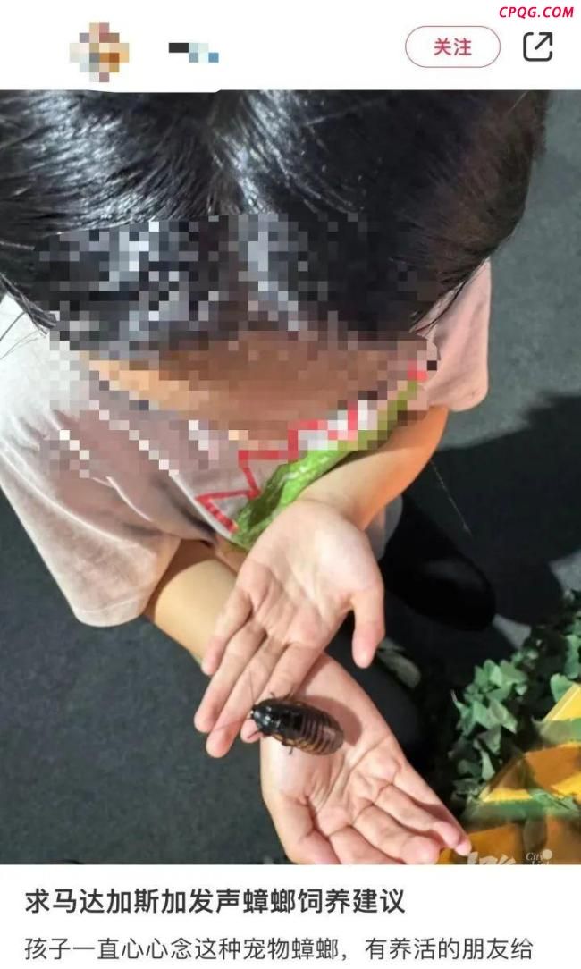 业主误将邻居的宠物螳螂当蟑螂喷杀 异宠引发邻里纠纷