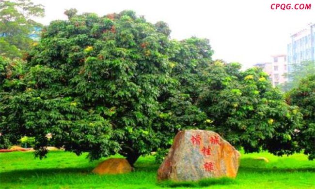 增城6个挂绿荔枝售价298元 珍稀佳果引关注