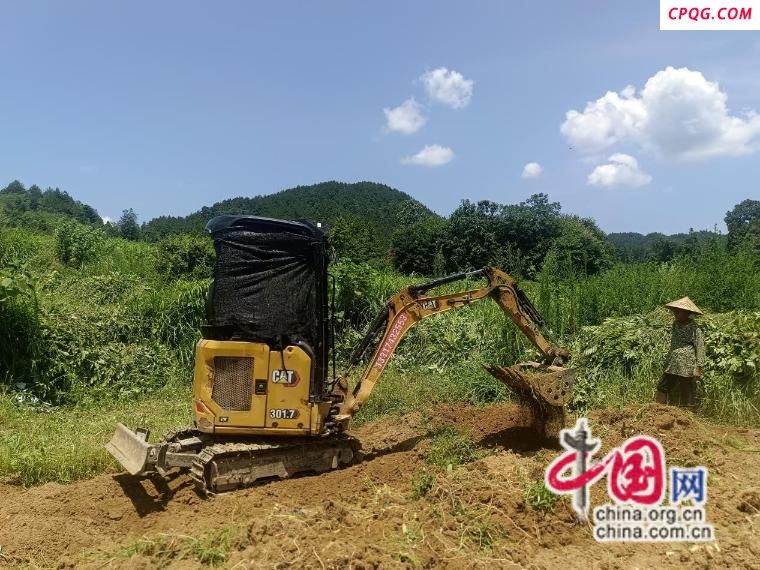 湖南花垣：高山玉竹开挖 每亩产值近5万元
