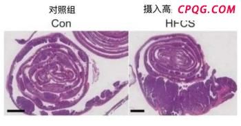 哈佛大学或花5亿美元与特朗普和解 换取制裁解除