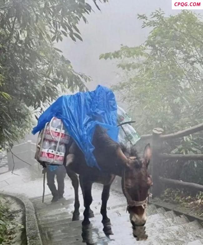 峨眉山景区回应骡子负重爬山