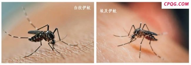 蚊媒传染病怎么防？国家疾控局解答 夏季警惕登革热基孔肯雅热