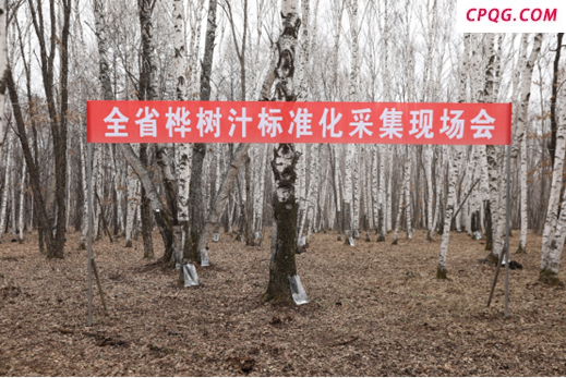白桦树汁变身“液体黄金” 都市消费新宠