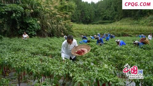 湖南吉首丹青镇：红辣椒“泡”出好日子(图)