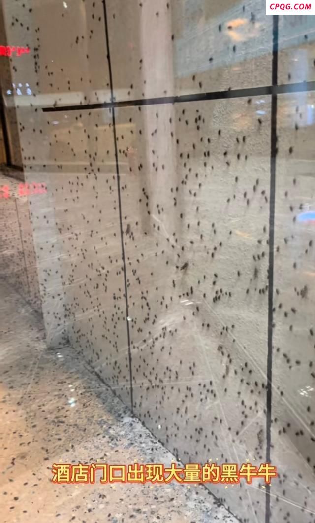 密密麻麻黑甲虫爬满酒店墙壁