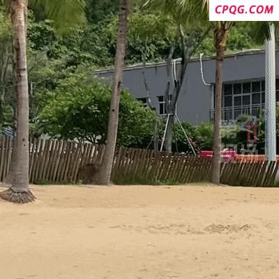 深圳大梅沙惊现野猪 一女子被撞