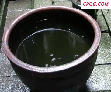 这几个地方正悄悄“养”出花斑蚊