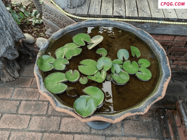 这几个地方正悄悄“养”出花斑蚊 警惕身边的孳生地