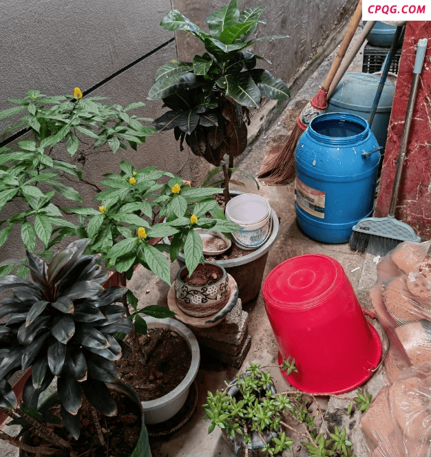 这几个地方正悄悄“养”出花斑蚊 警惕身边的孳生地