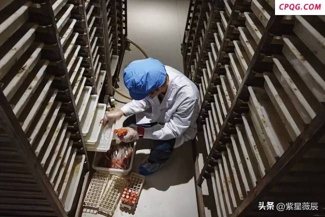 广州蚊子工厂每周产500万只雄蚊