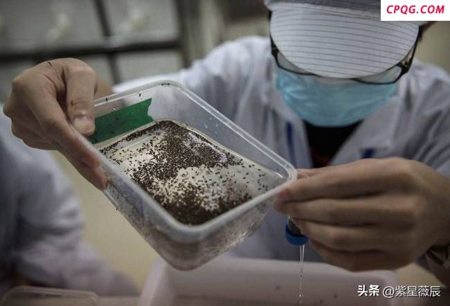 广州蚊子工厂每周产500万只雄蚊 以蚊治蚊新突破