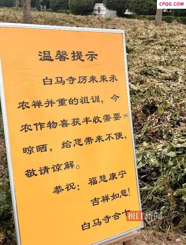 实探白马寺：有免费茶水 闲地种玉米 农禅并重传祖训
