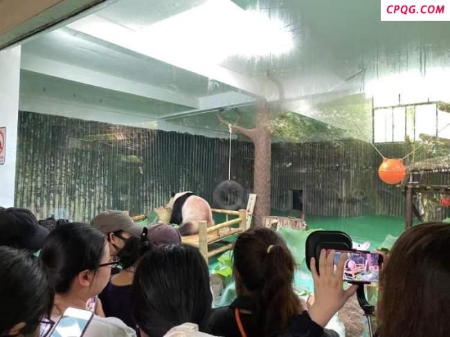 上海动物园大熊猫“和风”过生日 猫粉热情互赠周边
