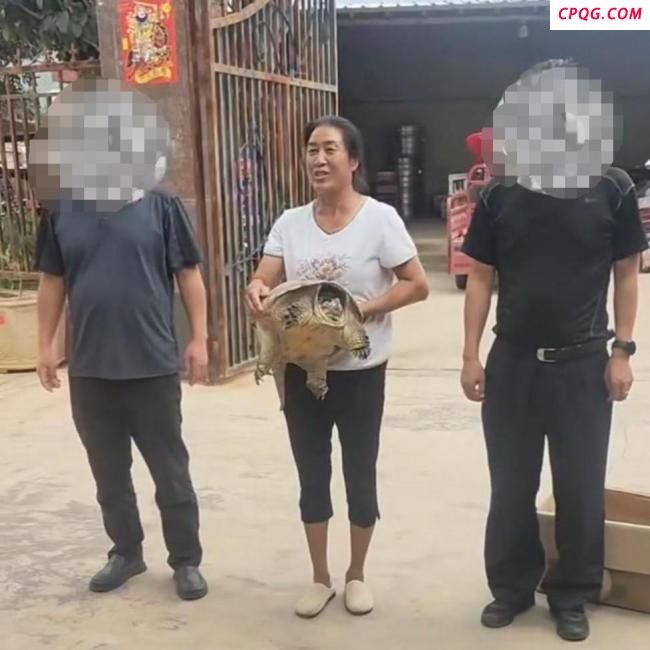 出逃被人抱走的宠物龟找到了
