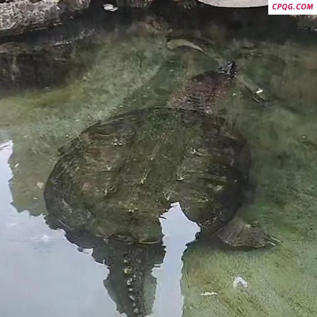 出逃被人抱走的宠物龟找到了 民警两天两夜寻回