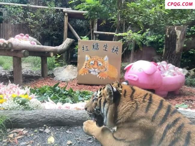 上海动物园小老虎“红糖”生日来了 粉丝热情庆祝