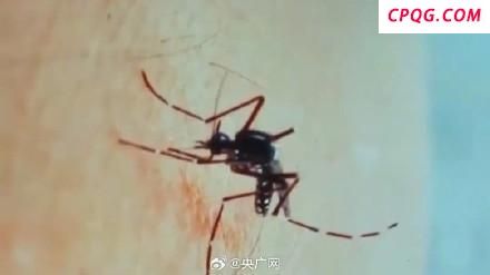 基孔肯雅热有后遗症吗