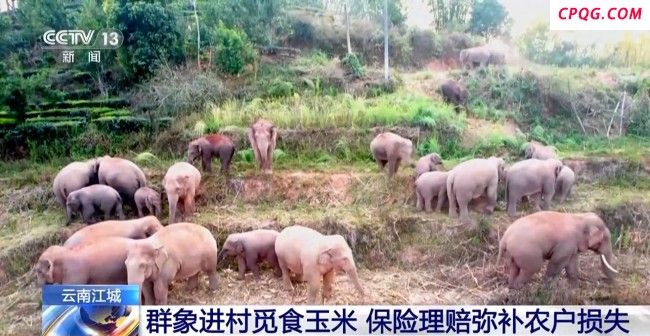 象群进村连吃带踩村民获赔2034元 这份保险弥补农户损失
