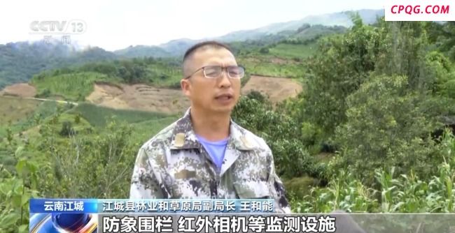 象群进村连吃带踩村民获赔2034元 这份保险弥补农户损失