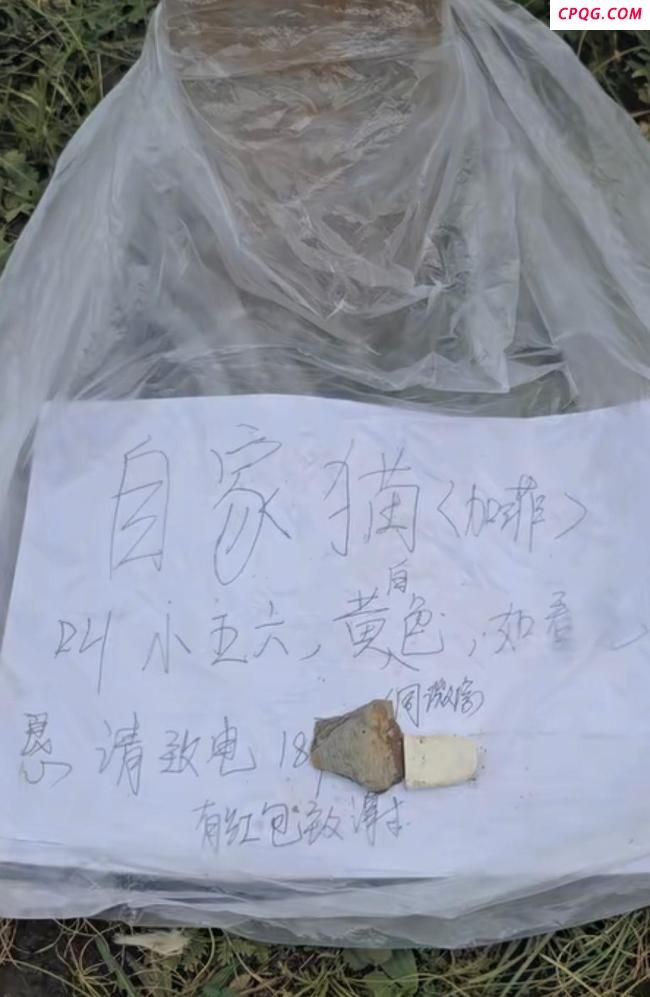土拨鼠把加菲猫拐进洞？当地回应 猫咪已安全找回