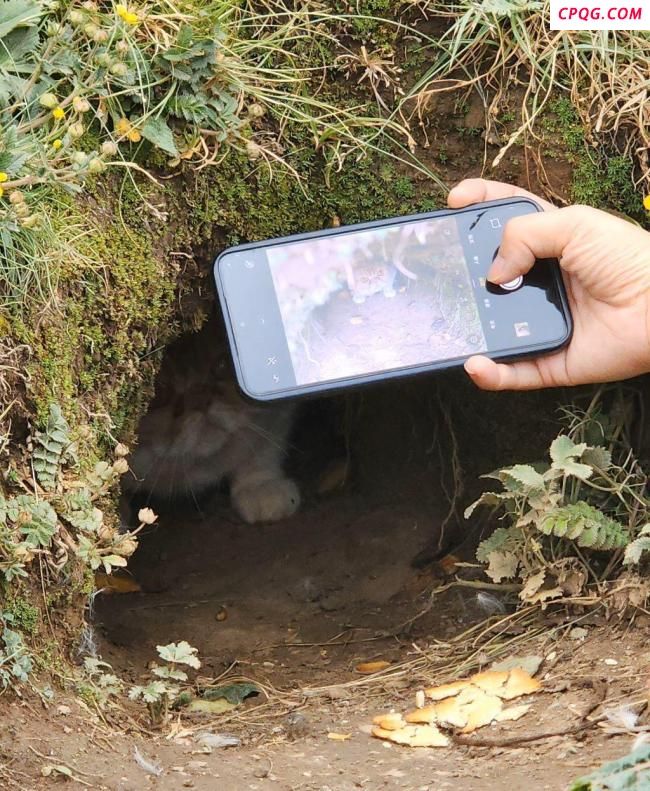 土拨鼠把加菲猫拐进洞？当地回应 猫咪已安全找回