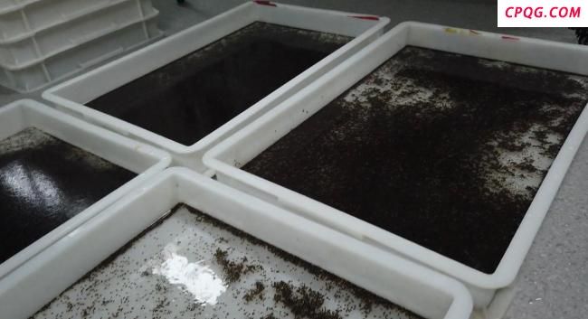 “以蚊治蚊”安全性引发关注 生物防治新进展