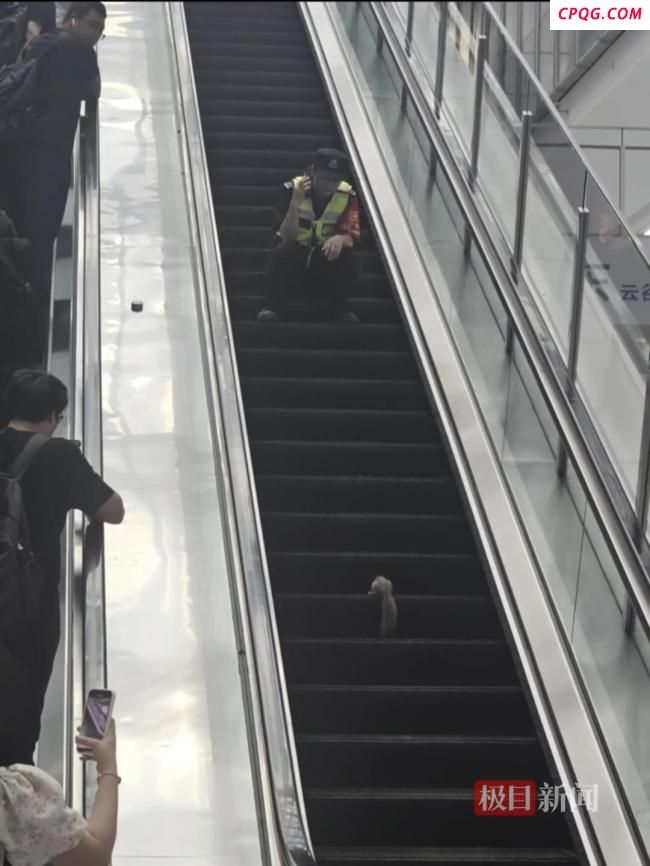 高铁站惊现松鼠跑酷 管理人员回应