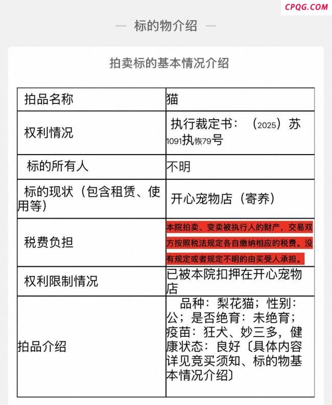 宠物店回应狸花猫被500元拍卖 普通田园猫引关注