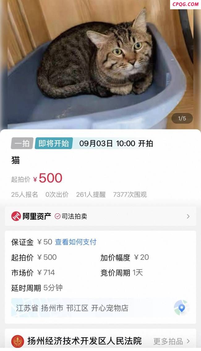 宠物店回应狸花猫被500元拍卖