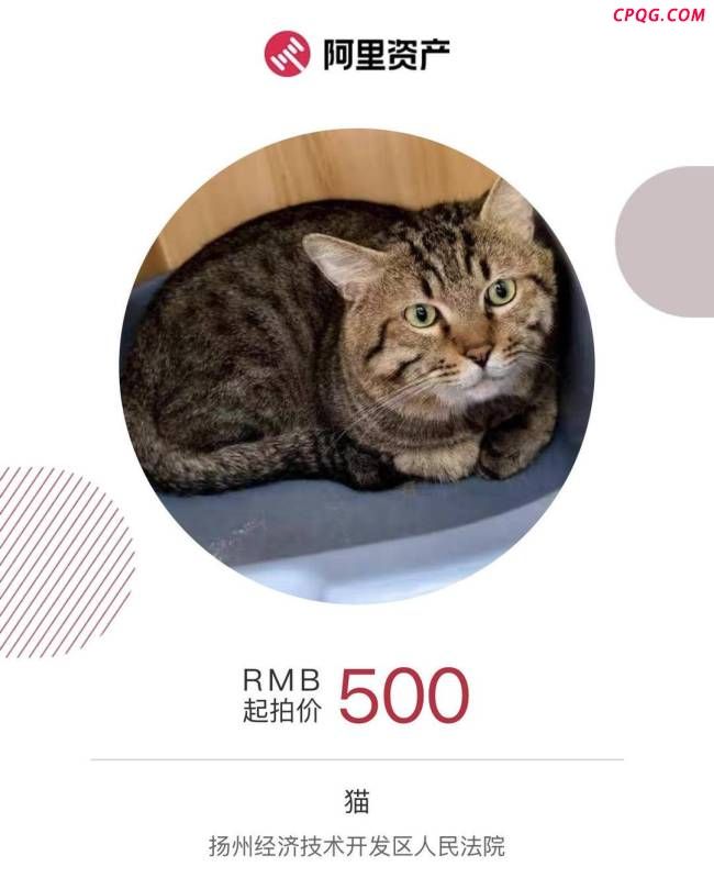 宠物店回应狸花猫被500元拍卖 普通田园猫引关注