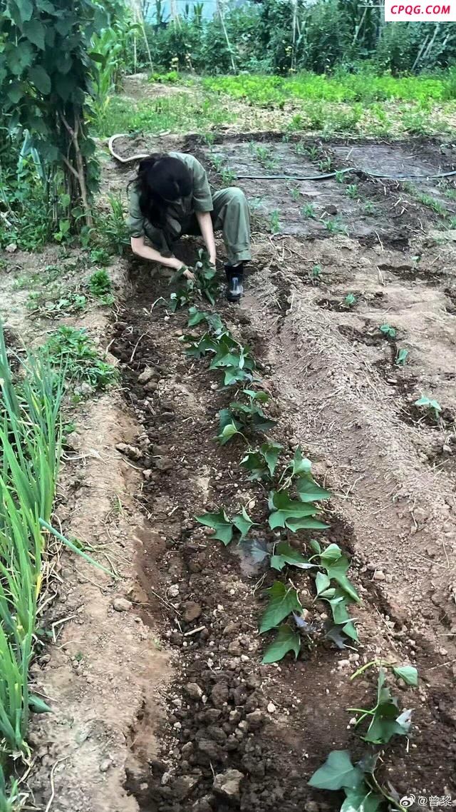 媒体评明星种菜：不必急着贴标签 回归田园本真