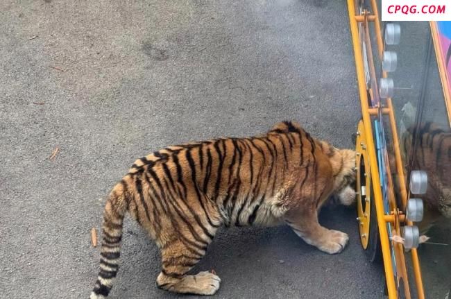 动物园回应观光车压碎老虎下巴