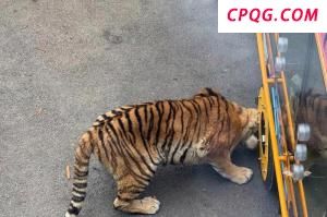 美国田纳西州发生一起双人跳伞事故 教练不幸坠亡