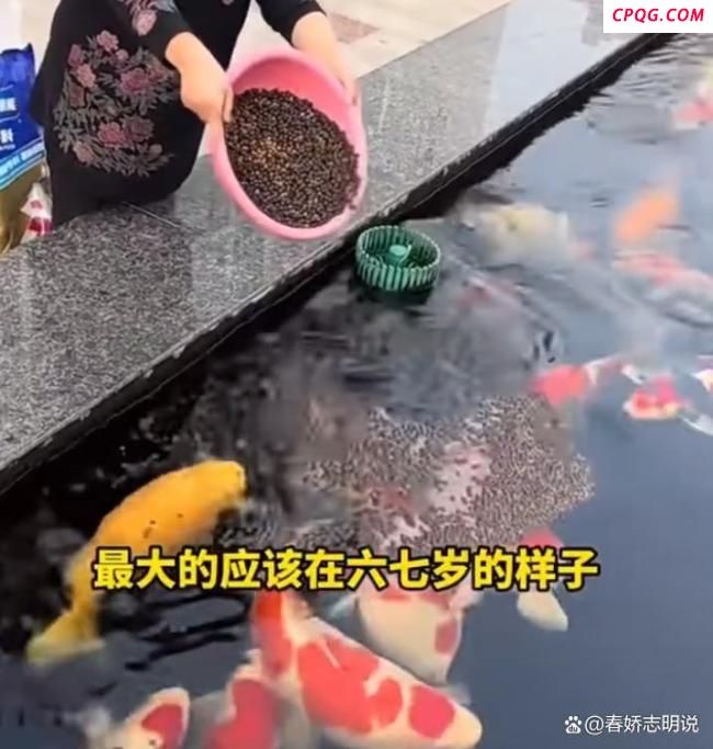 趵突泉胖锦鲤疑病重