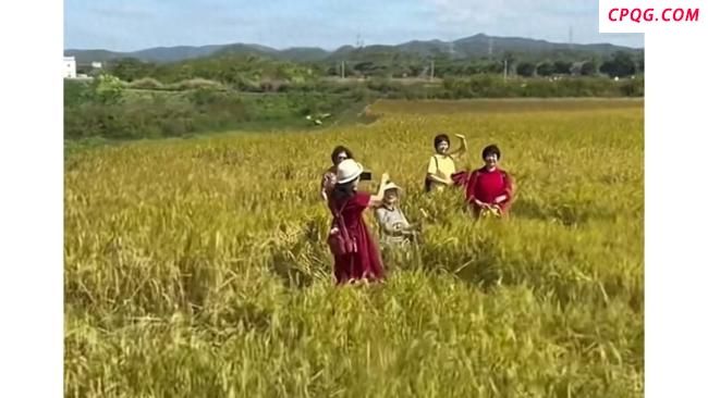 大理网红稻田遭游客大面积踩踏