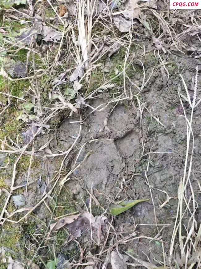 湖北鹤峰县再现疑似老虎踪迹