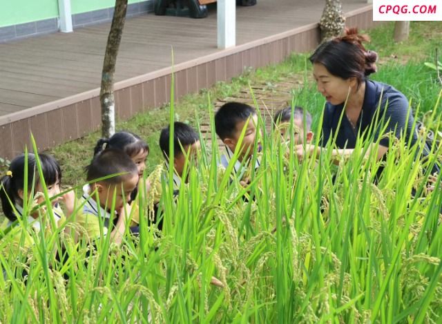 姚安县幼儿园小朋友听园长讲解稻谷的成长过程。吴艳芹摄.jpg