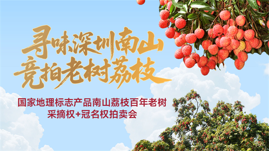寻味深圳南山，竞拍老树荔枝 2025深圳南山荔枝采摘权即将开